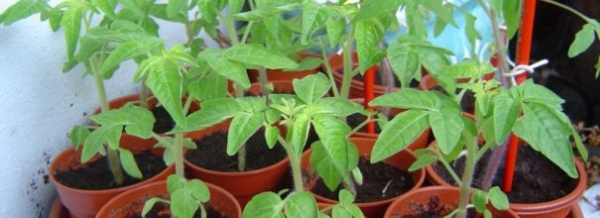Как вырастить рассаду томатов в домашних условиях: методы от привычных до экзотических методов