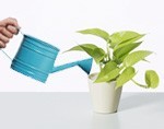 Чем поливать комнатные растения во время цветения и покоя