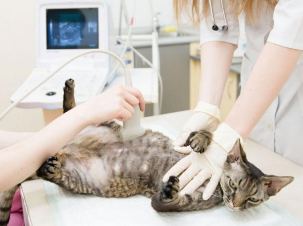 Если кошка беременна: как распознать состояние и помочь животному