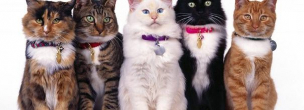 Мурлыкают покорители сердец: самые любимые кошки в мире