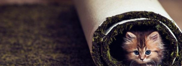 Борьба с запахом и пятнами кошачьей мочи на ковре: народные и коммерческие средства