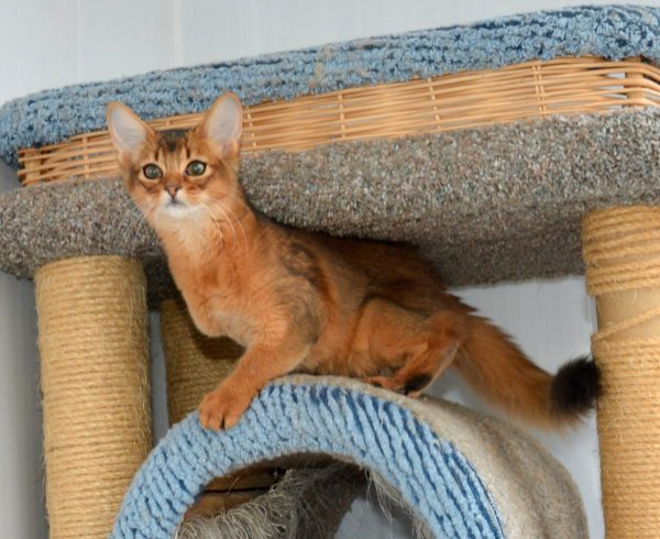 Сомалийский кот - это лисица, которая умеет говорить «Мяу!»