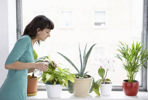 Как выбрать оптимальную схему полива комнатных растений?