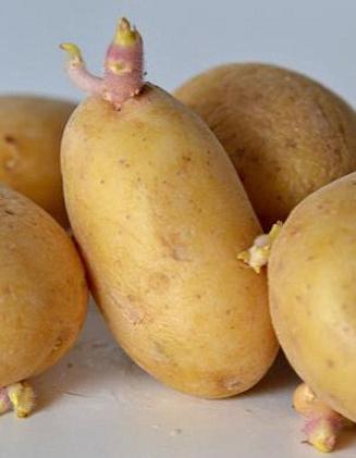 Картофель Скарб - все об особенностях выращивания белорусской луковицы
