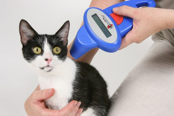 Чипирование кошек: необходимость или прихоть?