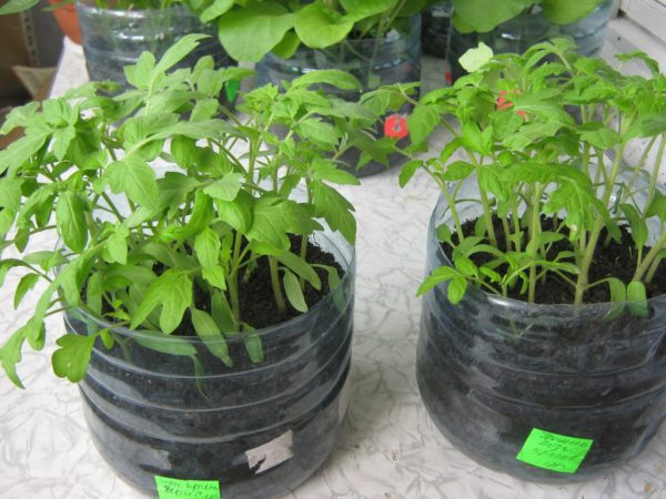 Как вырастить рассаду томатов в домашних условиях: методы от привычных до экзотических методов