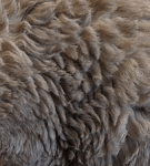 Селкирк Рекс - кот в овечьей шкуре