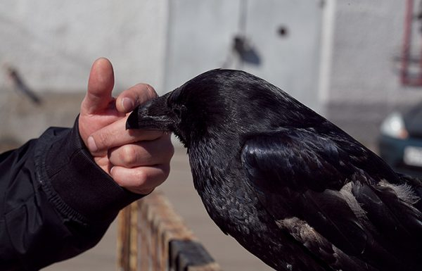 Говорящий ворон Вася хочет съесть: видео с удивительным питомцем