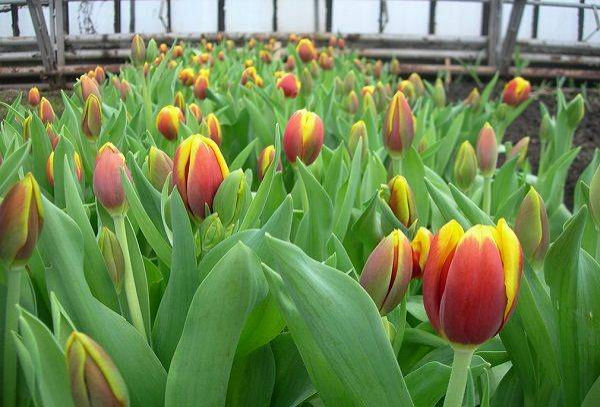 Где и как хранить луковицы тюльпанов до весны