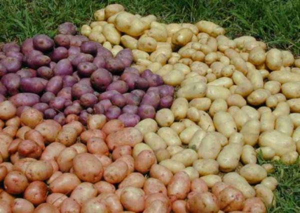Выращивание картофеля из семян в помещении