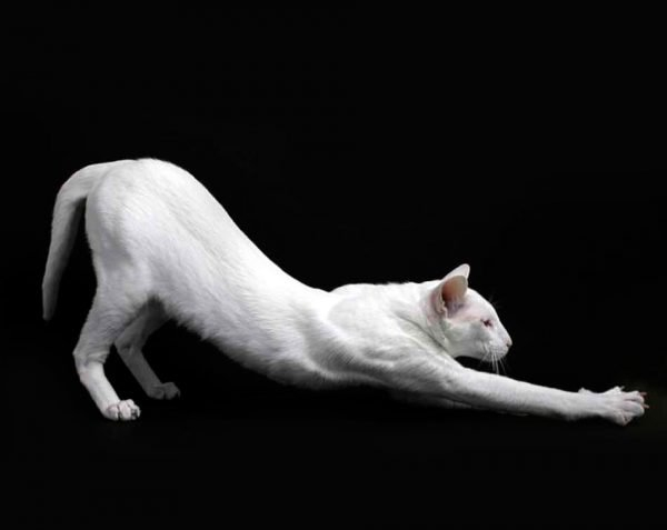 К чему снятся белые кошки