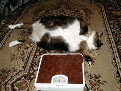 Китовые кошки: ожирение у домашних кошек