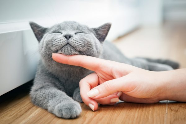 Как отучить кошку поцарапать и укусить