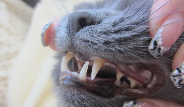 Уход за полостью рта кошки: чем может обернуться безразличие хозяев