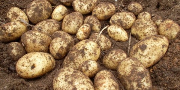 Сонни - ошеломляющий картофель