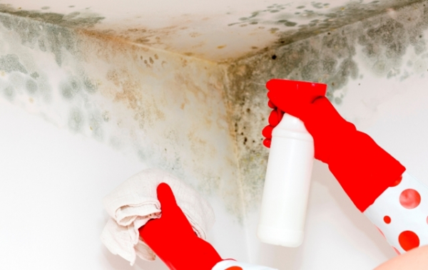Плесень на стенах в квартире: как избавиться от вредоносных грибков в домашних условиях?
