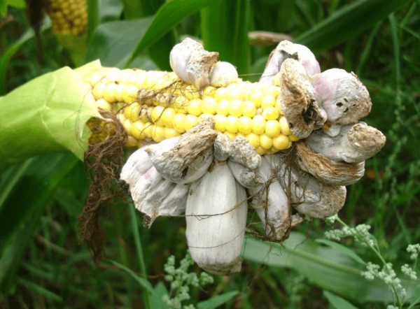 Как вырастить крупный урожай кукурузы на своем участке