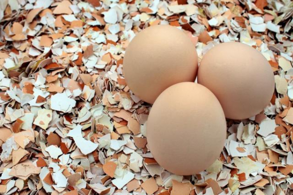 Почему нельзя выбрасывать яичную скорлупу и как ее использовать