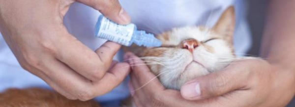 Ципровет для здоровья кошачьего глаза и не только