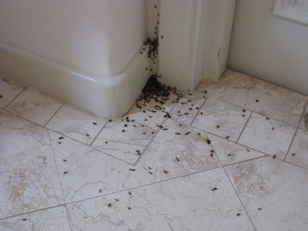 Как избавиться от муравьев: действенные рецепты борной кислоты