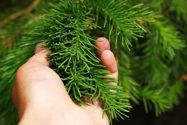 Праздники для искусственной елки: как почистить и где хранить после праздников?