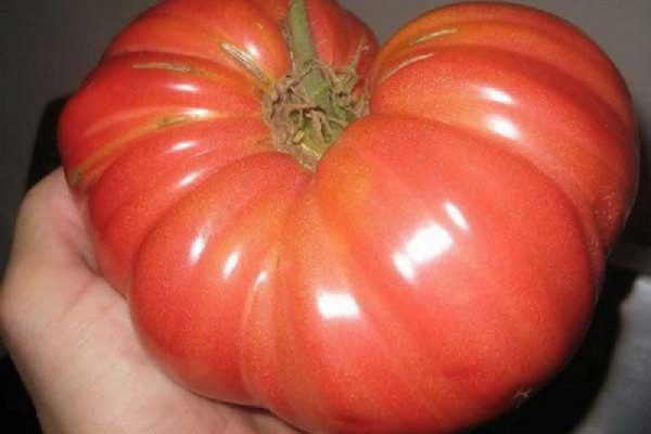 Обзор низкорослых сортов томатов, не требующих прищипки