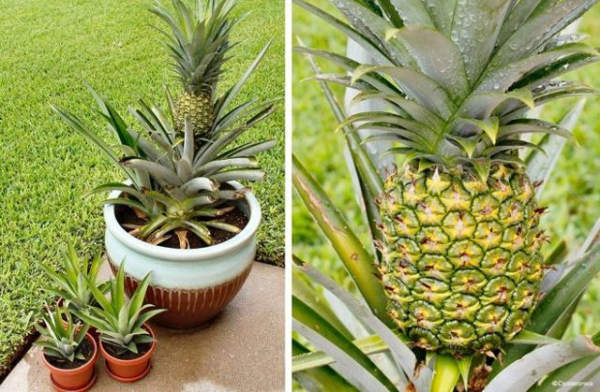 Как прорастить ананас сверху в домашних условиях, можно таким способом вырастить фрукт
