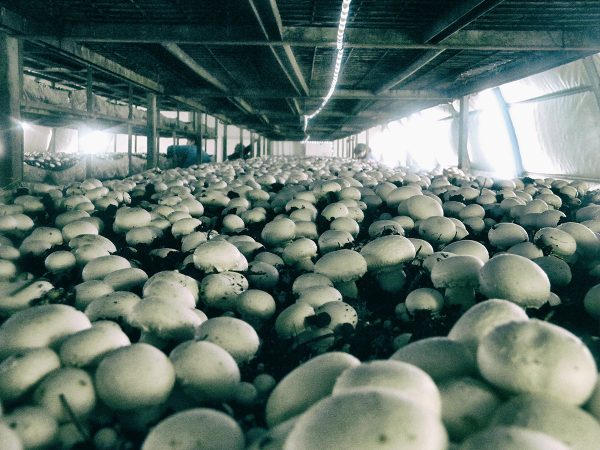 Варка грибов перед жаркой: сколько нужно?