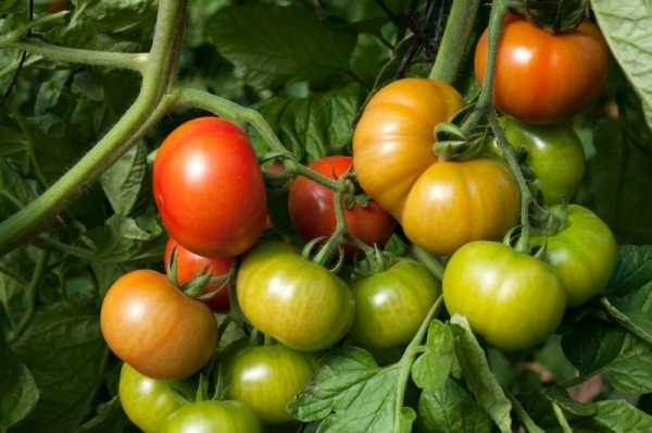9 скороспелых и устойчивых к болезням сортов томатов