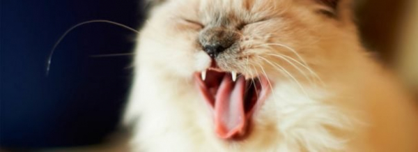 Уход за полостью рта кошки: чем может обернуться безразличие хозяев