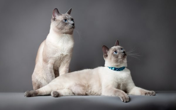 Тайская кошка: история породы, характеристика, уход и разведение