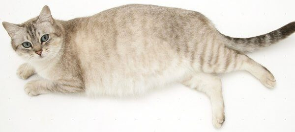 Почечная недостаточность у кошек: ранняя диагностика - долгая жизнь