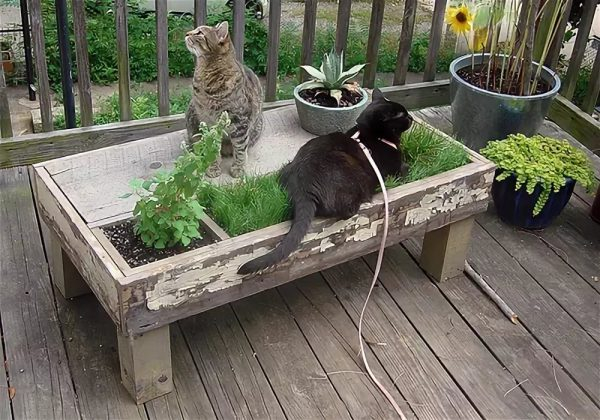 Кошачий сад