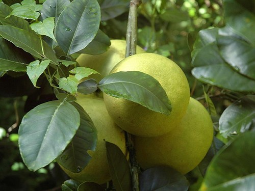 Помело (плод): полезные свойства и вред, как есть, где растет, как выбирать и чистить, противопоказания