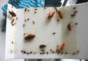Как избавиться от тараканов в квартире раз и навсегда своими силами: лучшие промышленные и народные средства