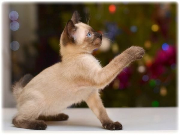 Симпатичные крохи: самые маленькие породы кошек