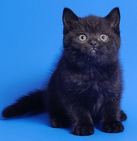 Британские черные кошки