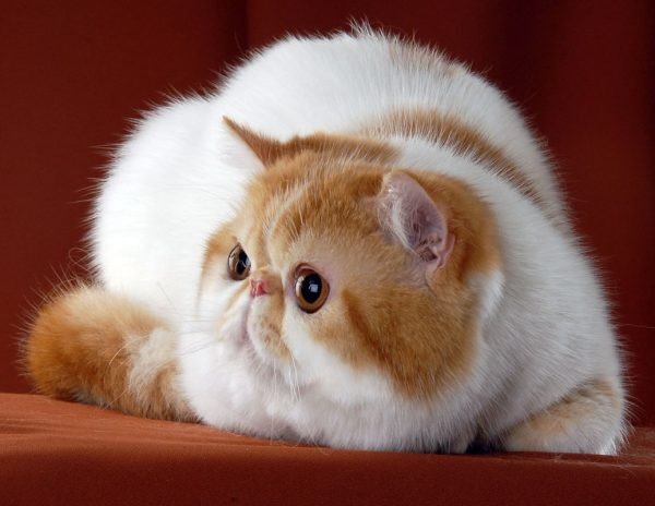 Пушистая принцесса Персии - персидская кошка