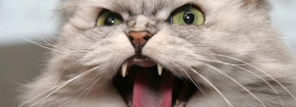 Царапины и укусы кошек: опасные последствия