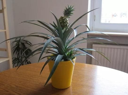 Как прорастить ананас сверху в домашних условиях, можно таким способом вырастить фрукт