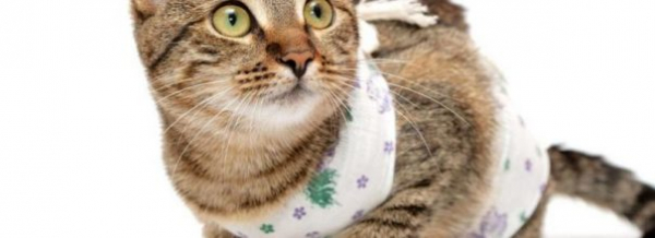 Одеяло для кошки - важный предмет гардероба для защиты вашего питомца