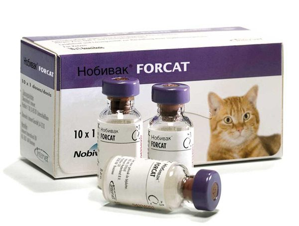 Нобивак для кошек - правила применения вакцин