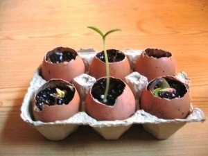 Как выращивать огурцы на подоконнике зимой?