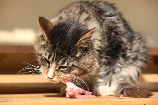 Стерилизованные кошки: человеческое действие или узаконенная жестокость