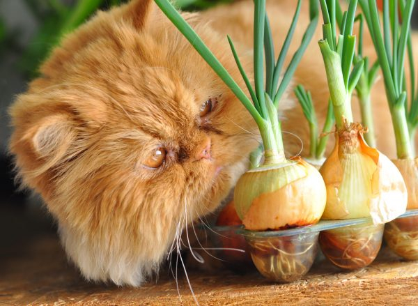 Запахи, отталкивающие кошек: один из способов вырастить домашних животных
