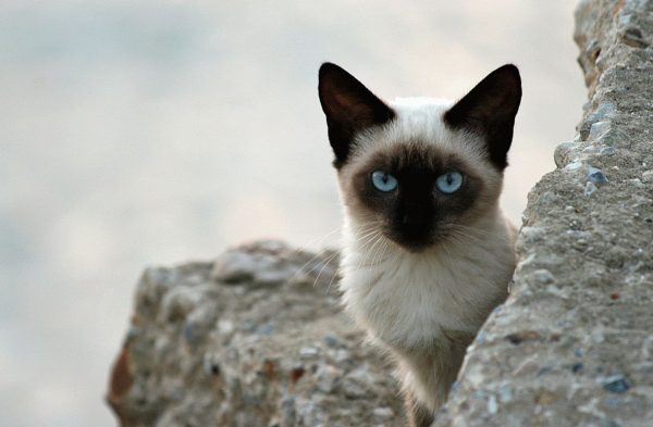 Тайская кошка: история породы, характеристика, уход и разведение