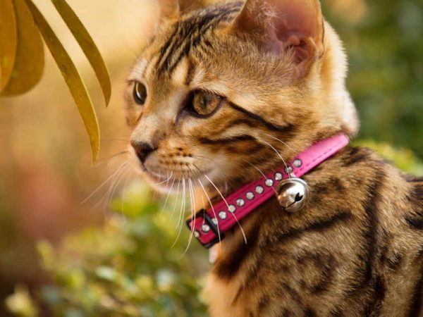 Ошейники для кошек - красота и практическая польза