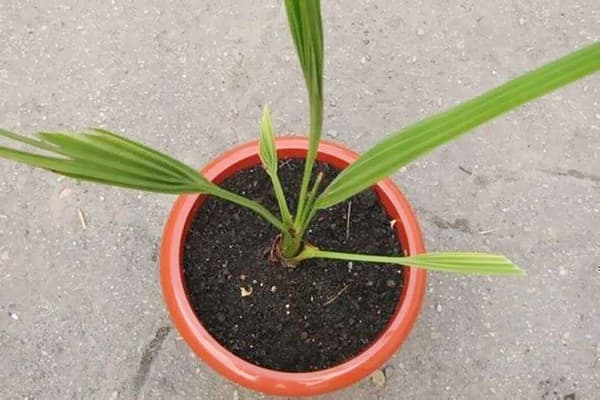 Как посадить финик, чтобы выросла пальма?