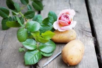 Картофель в быту - чистим серебро, показываем трюки, выращиваем розы