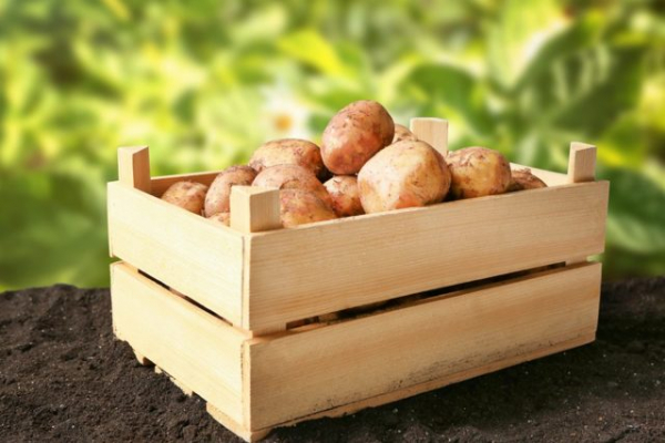 Как правильно хранить картошку в квартире?